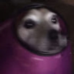 Meet your Posher, Leona